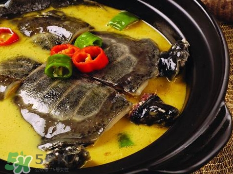 甲魚又叫什么？甲魚吃什么食物