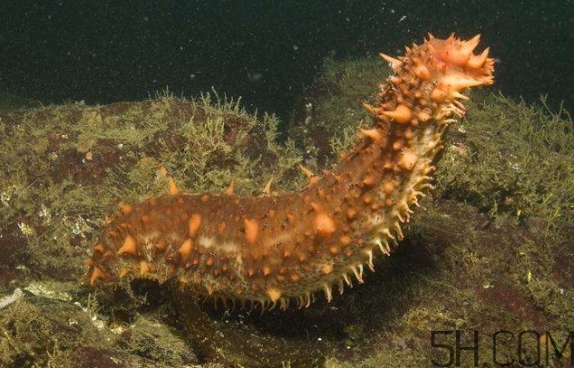 海參是海鮮嗎？海參是動(dòng)物還是植物？