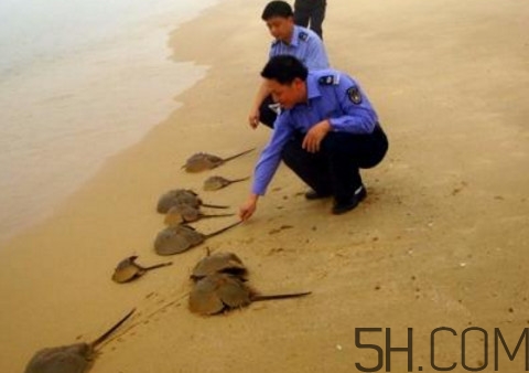 中華鱟是保護動物嗎？中華鱟和圓尾鱟的區(qū)別