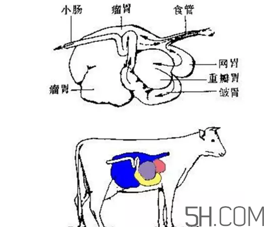 牛百葉和毛肚是一個東西嗎？牛百葉上面有層黑皮能吃嗎？