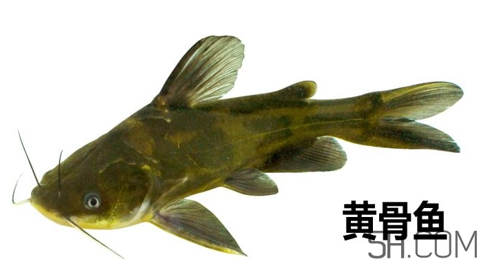 黃骨魚是發(fā)物嗎？黃骨魚是什么魚？