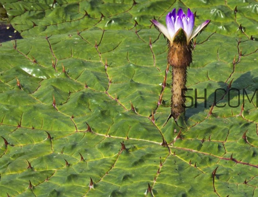 芡實(shí)是蓮子嗎？芡實(shí)是長在哪里的