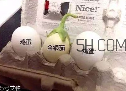 蛋樹(shù)可以種植嗎？蛋樹(shù)苗哪里可以買(mǎi)到