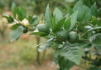 貢柑怎么預(yù)防裂果？貢柑種植管理技術(shù)