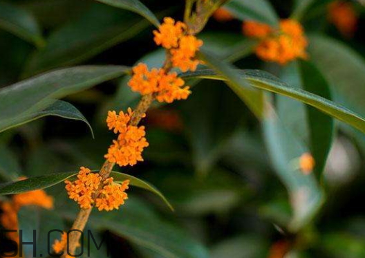 紅桂花能泡茶嗎 紅桂花和白桂花哪個泡酒好