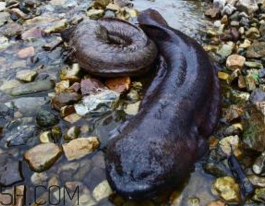 娃娃魚(yú)能治什么??？娃娃魚(yú)可以和金魚(yú)一起養(yǎng)嗎