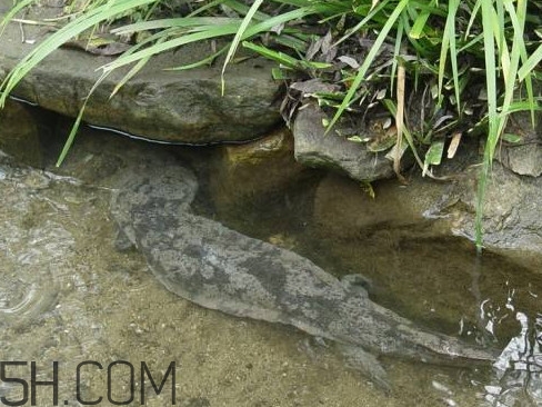 娃娃魚(yú)能治什么??？娃娃魚(yú)可以和金魚(yú)一起養(yǎng)嗎