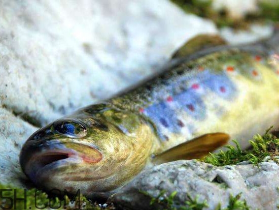 鮭魚是什么魚？鮭魚多少錢一斤