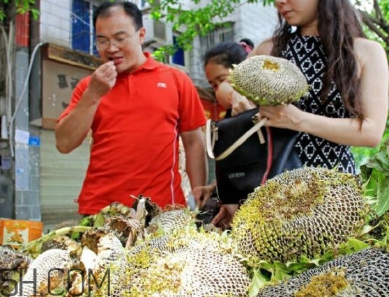 葵花籽不能和什么一起吃？葵花籽什么時(shí)候成熟