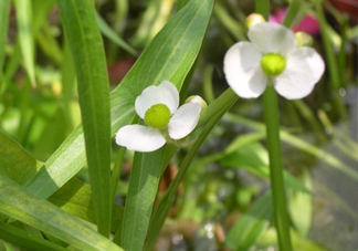 慈菇什么時(shí)候種？慈菇什么季節(jié)有