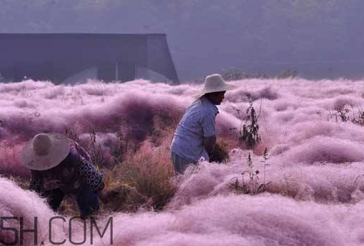 粉黛亂子是什么植物？粉黛亂子草花語