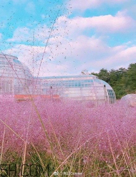 粉黛亂子是什么植物？粉黛亂子草花語