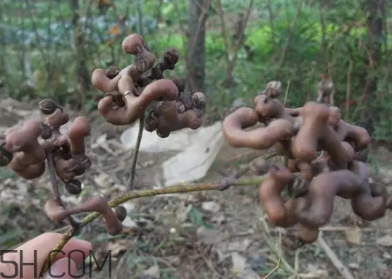 雞爪梨泡酒是喝酒還是吃果實(shí)嗎？雞爪梨的營(yíng)養(yǎng)價(jià)值