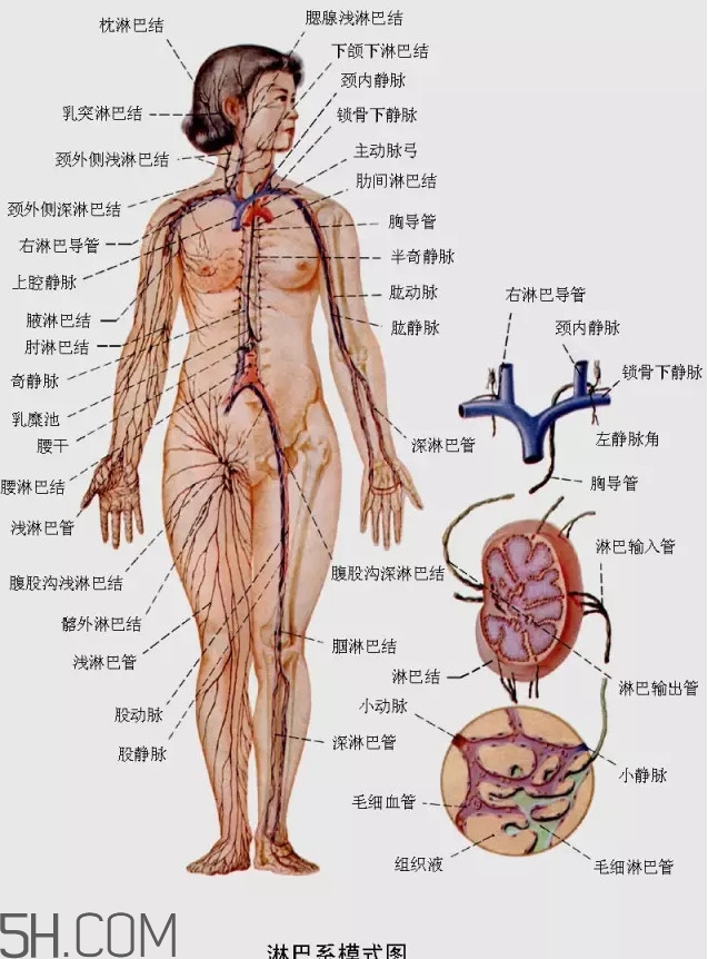 淋巴癌最嚴(yán)重時(shí)會(huì)成什么樣子？淋巴瘤能治好嗎