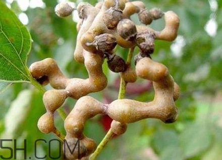 雞爪梨解酒是真的嗎？雞爪梨種下幾年能開(kāi)花結(jié)果