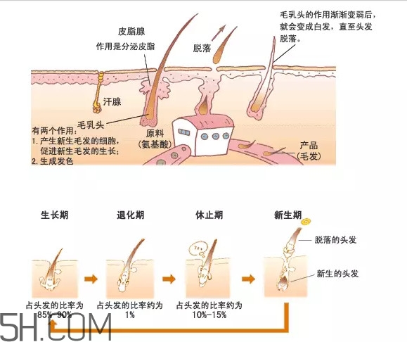 禿頂了還能長(zhǎng)出頭發(fā)嗎？禿頂和性欲太強(qiáng)是不是有關(guān)