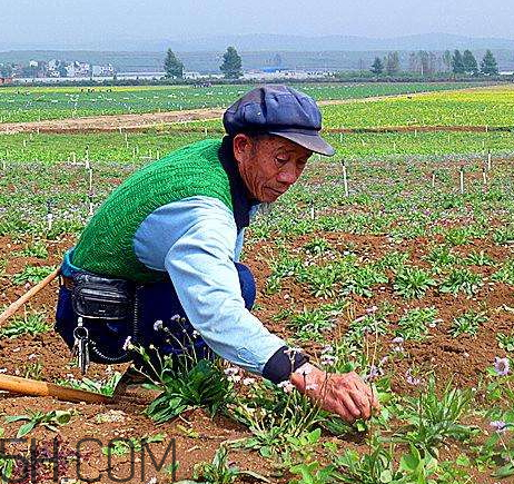 回春草生長(zhǎng)在什么地方 回春草可以種植嗎