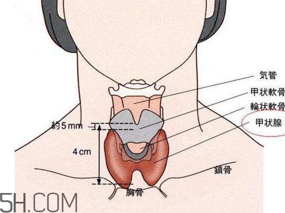 甲狀腺結(jié)節(jié)掛什么科？甲狀腺結(jié)節(jié)可以懷孕嗎