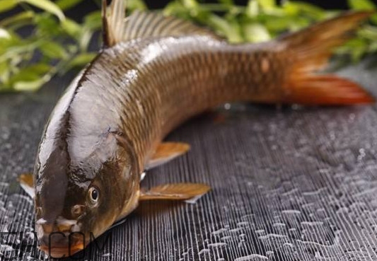 野生黃河鯉魚多少錢一斤？黃河鯉魚有幾根須