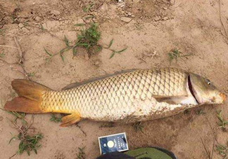 黃河鯉魚主要吃什么？黃河鯉魚和普通鯉魚的區(qū)別