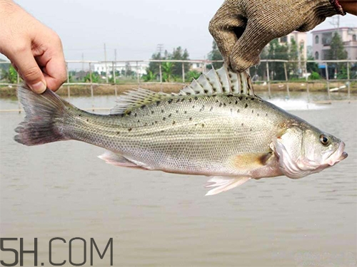 鱸魚蒸幾分鐘最好？河鱸魚和海鱸魚的區(qū)別