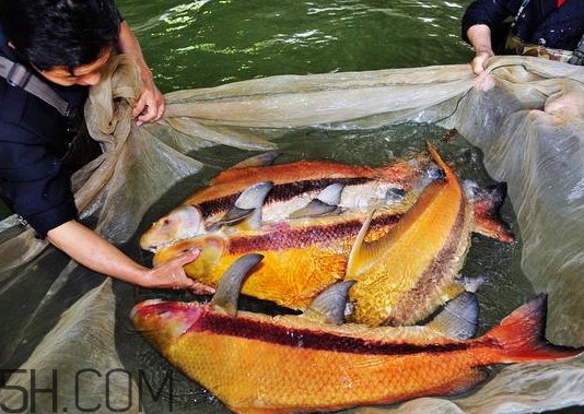 胭脂魚多少錢一斤？胭脂魚怎么做好吃