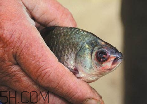 鯽魚(yú)眼睛突出是什么病 鯽魚(yú)眼睛突出的圖片