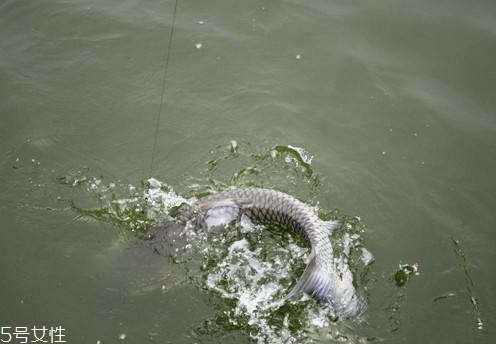 青魚怎么釣 釣青魚注意幾點