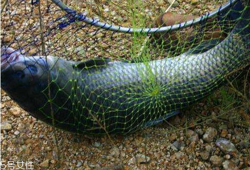 青魚怎么釣 釣青魚注意幾點