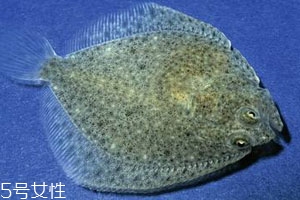 多寶魚可以冷凍嗎 冷凍保存時間更長