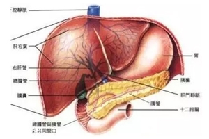 膽囊里的石頭從何而來？膽汁形成膽結(jié)石