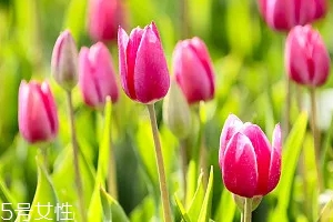 嚴禁入室的花有哪些？這7種花別養(yǎng)