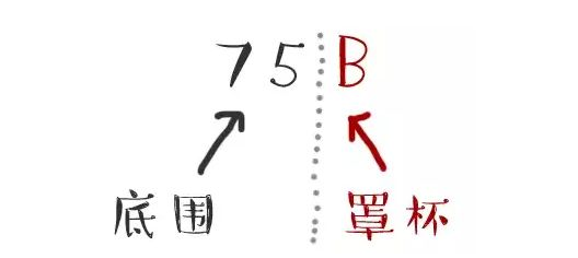 胸型有哪幾種圖解 對應(yīng)內(nèi)衣怎么選擇