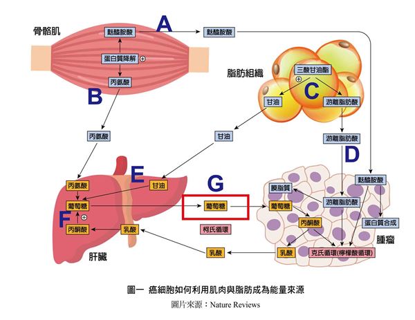 我特別嗜睡是什么原因 12癥狀恐是惡病質(zhì)作祟