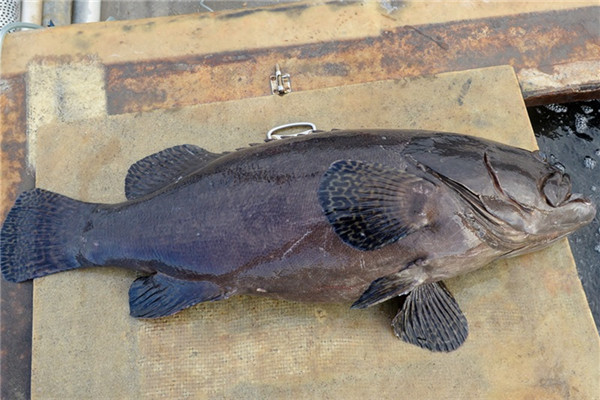 龍膽石斑魚(yú)怎么吃最好吃