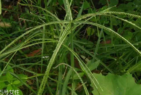 牛筋草怎么吃 牛筋草日常用法