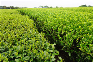 日本茶葉哪個好 日本茶葉茶種介紹