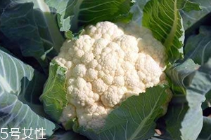 花菜怎么洗才干凈？一定要把蟲子洗掉