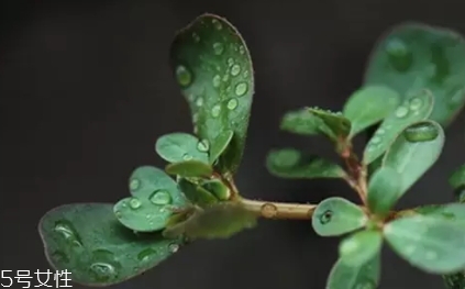 老鼠耳與馬齒莧的區(qū)別 老鼠耳菜的功效