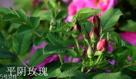 大馬士革玫瑰和平陰玫瑰哪個好？