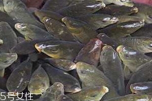 稻花魚好吃嗎 食譜推薦