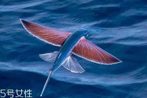 飛魚(yú)籽是什么魚(yú)的籽？壽司美味的秘訣