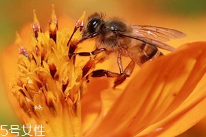 百花蜜什么味道 淡淡花香中帶點酸