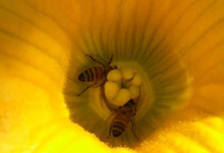 蜂花粉可以泡酒嗎 泡酒方法