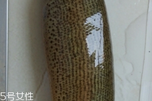 泥鰍是鯰魚嗎？泥鰍跟鯰魚不同