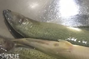 泥鰍會吃小魚嗎？這個是不會的