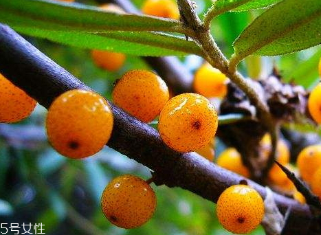 沙棘可以泡水喝嗎 沙棘果泡水的好處