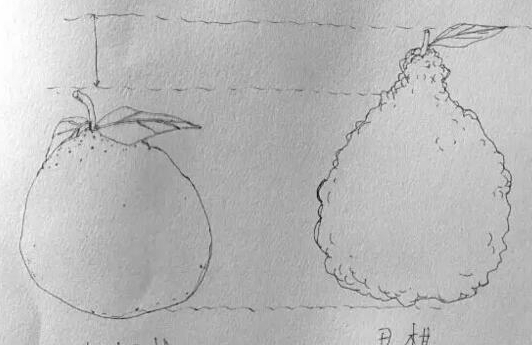 耙耙柑和丑橘的區(qū)別 耙耙柑和丑八怪哪個好吃