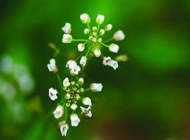 地菜花是什么菜？地菜花是熱性還是涼性