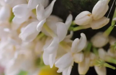 茉莉精油多少錢一瓶？茉莉精油為什么貴